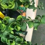 Aeschynanthus radicans