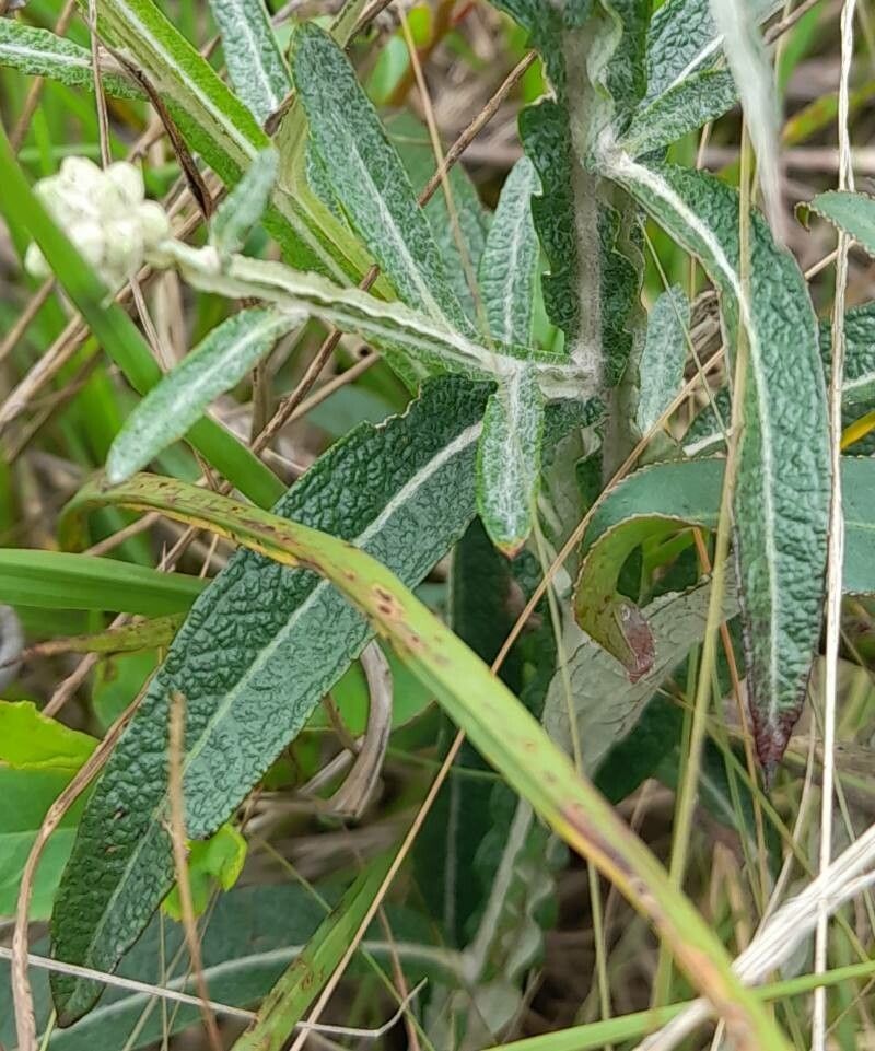 Pterocaulon angustifolium — related species from the same genus