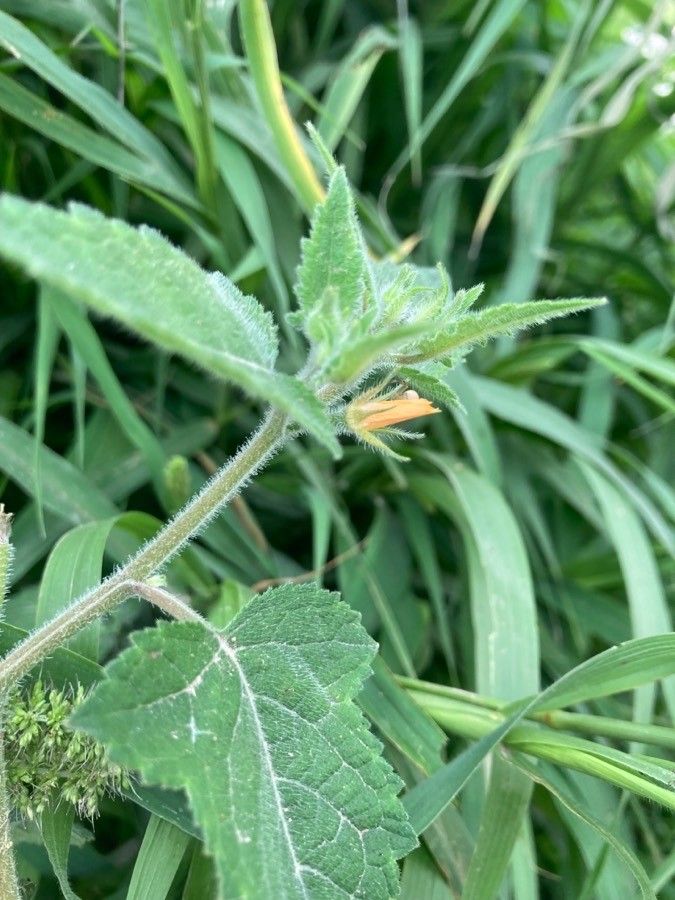 Mentzelia aspera leaf