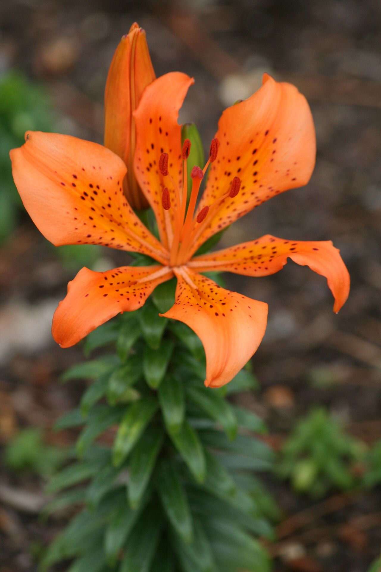 Lilium maculatum flower