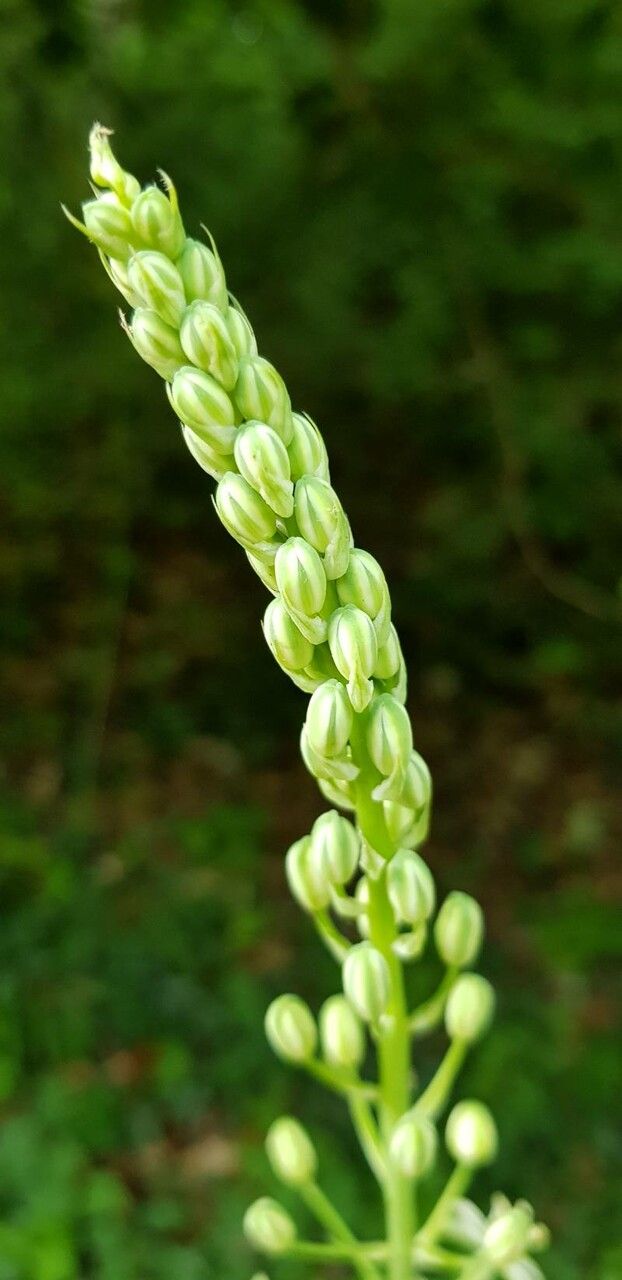 Loncomelos pyrenaicus — houseplant care guide