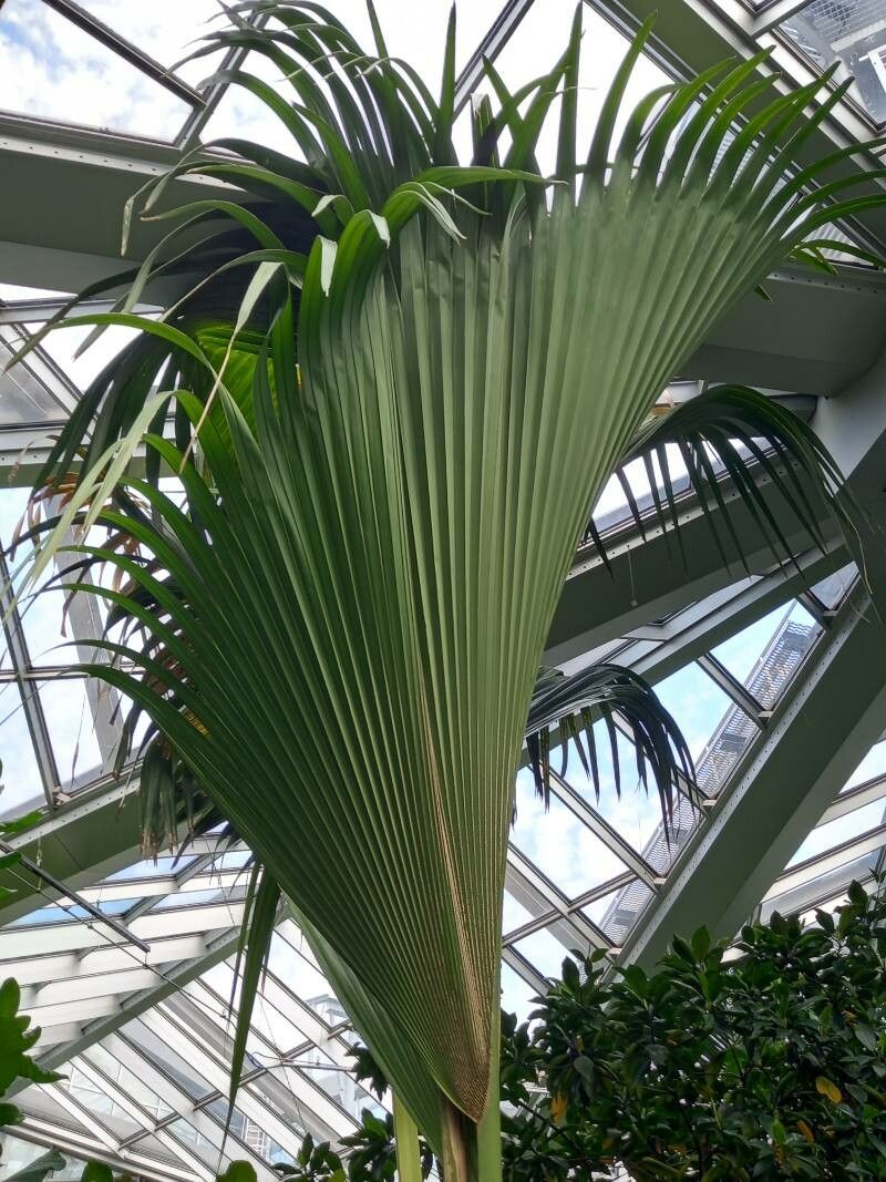 Lodoicea maldivica — houseplant care guide