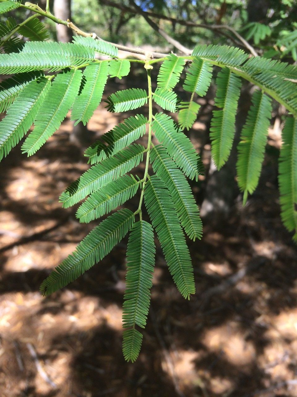 Albizia niopoides — search result for 'Albizia'