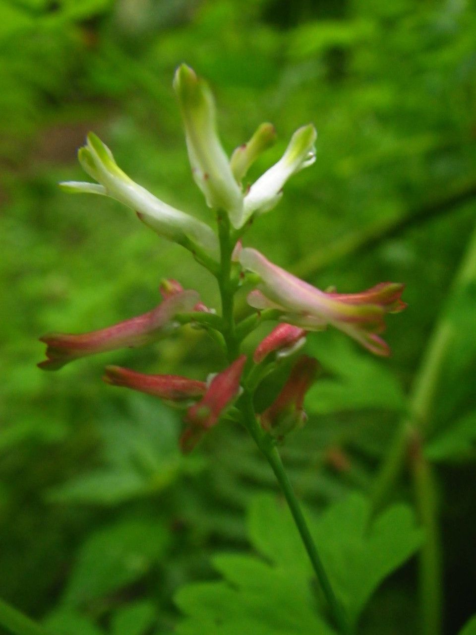 Fumaria coccinea flower