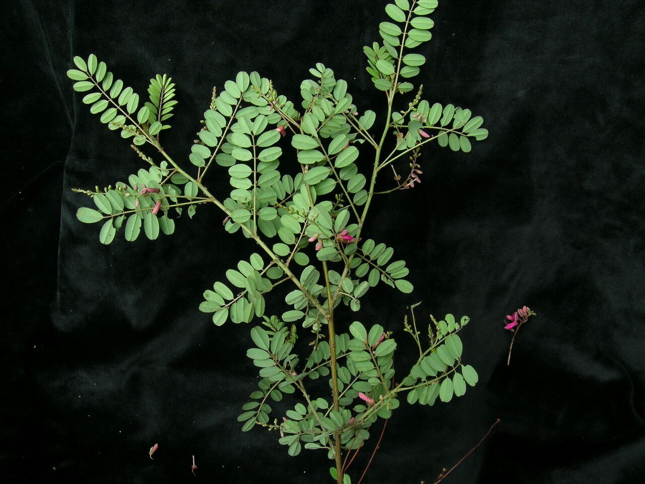 Indigofera exilis — houseplant care guide