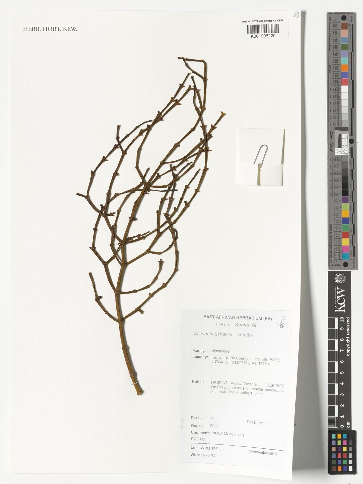 Viscum bagshawei — related species from the same genus