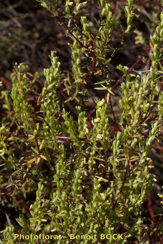 Odontites linkii habit