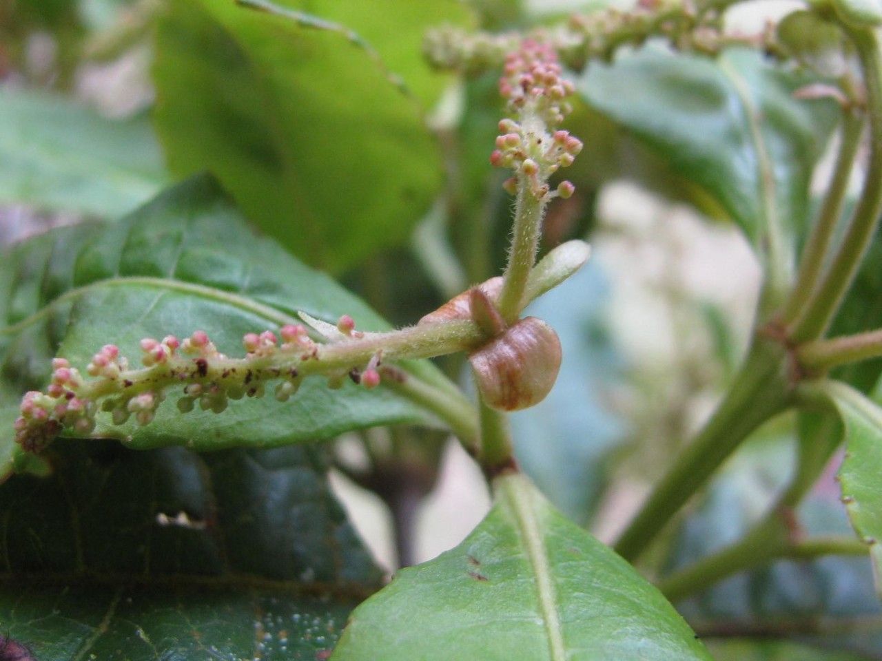 Weinmannia laurina — houseplant care guide