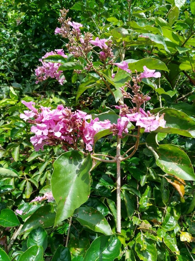 Fridericia candicans habit