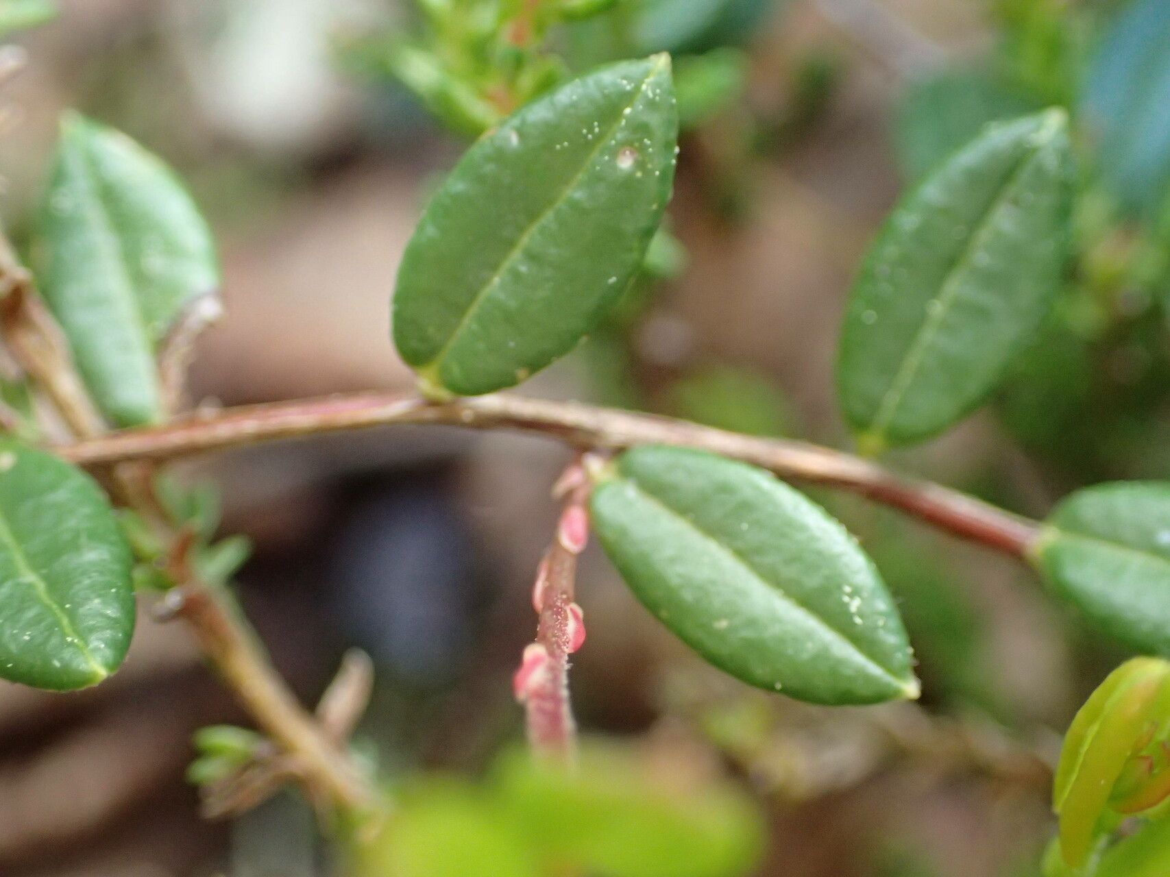 Vaccinium oxycoccos leaf