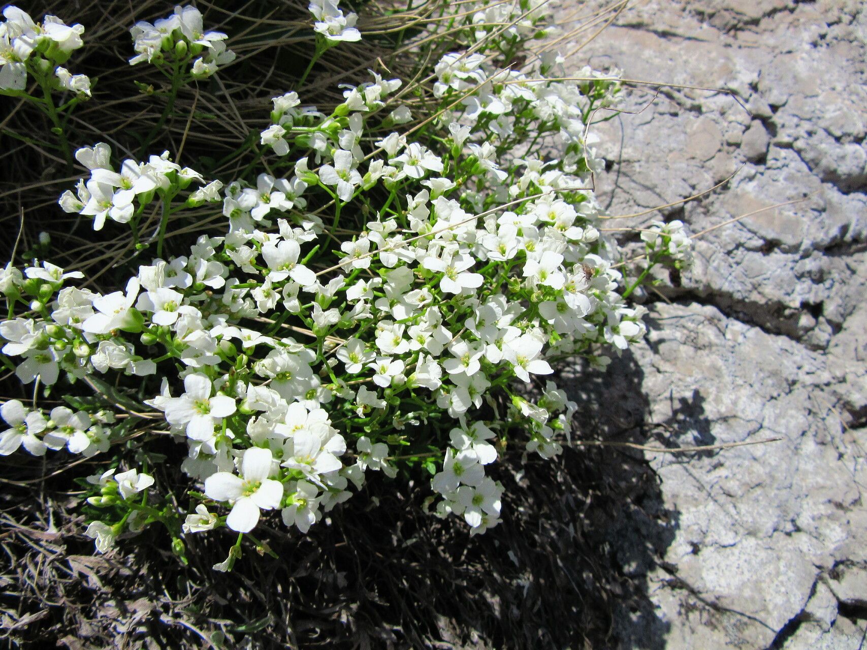 Arabis scopoliana flower