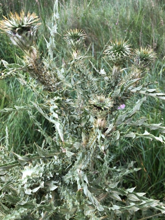 Onopordum horridum habit