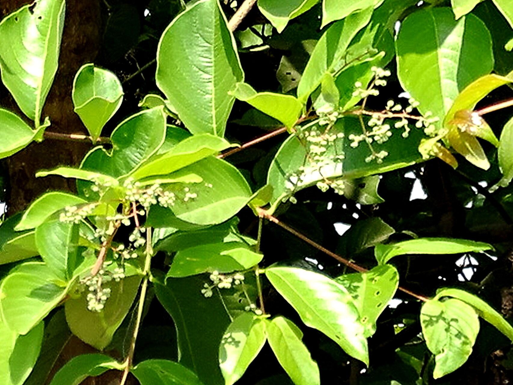 Lagerstroemia microcarpa