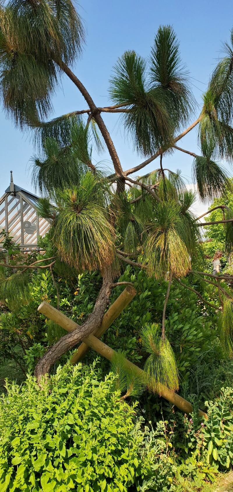 Pinus × holfordiana flower