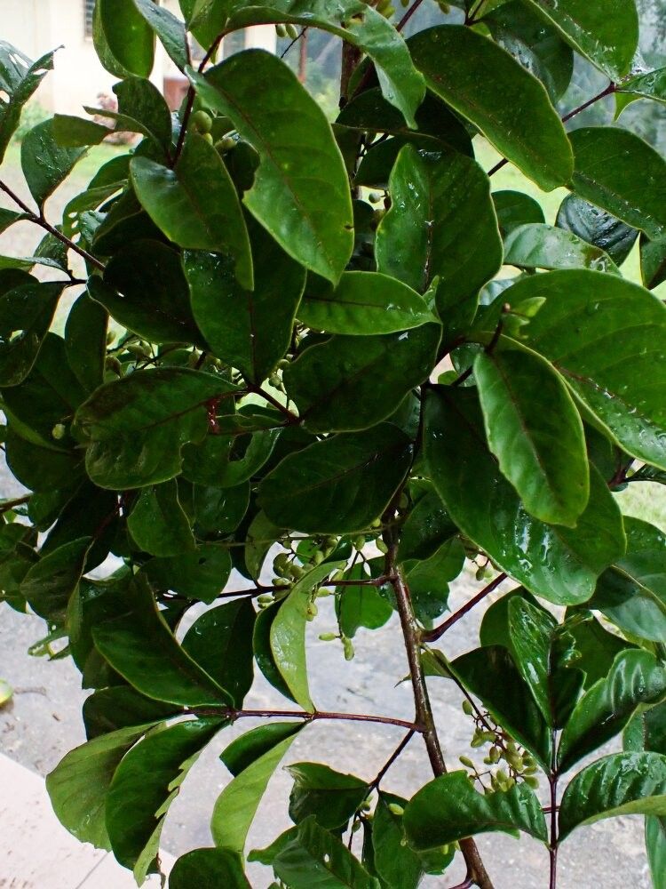 Lannea glabrescens — search result for 'Lannea'