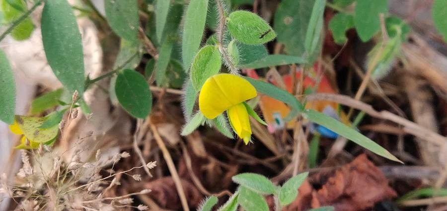 Crotalaria sagittalis flower