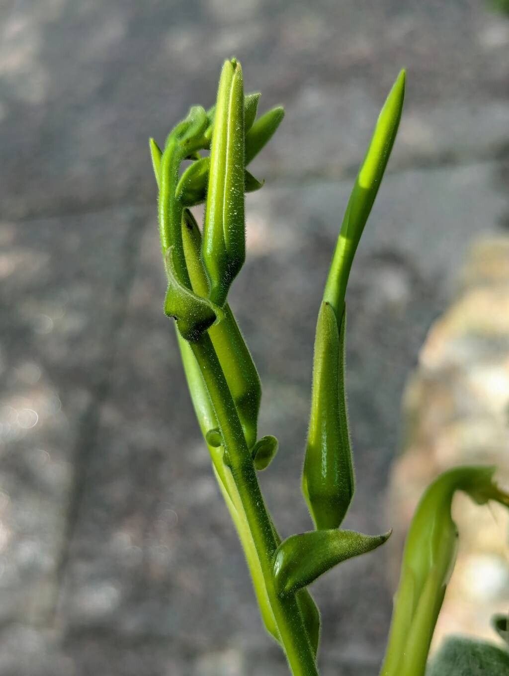 Pitcairnia longissimiflora flower
