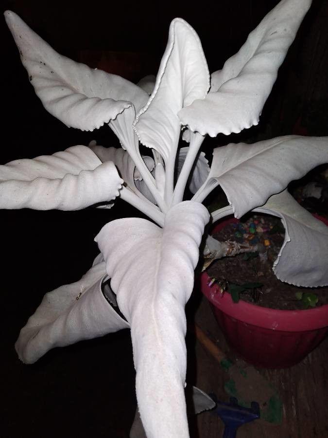 Senecio candidans bark