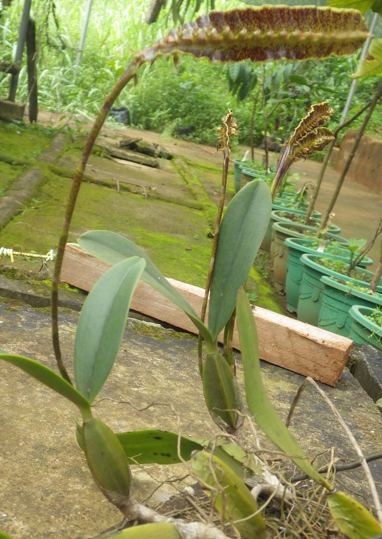 Bulbophyllum maximum leaf