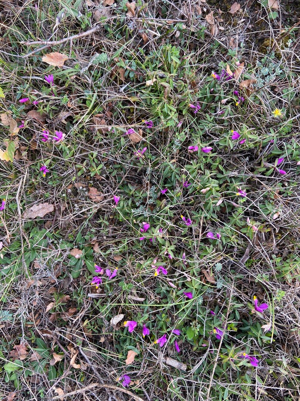 Polygala vayredae habit