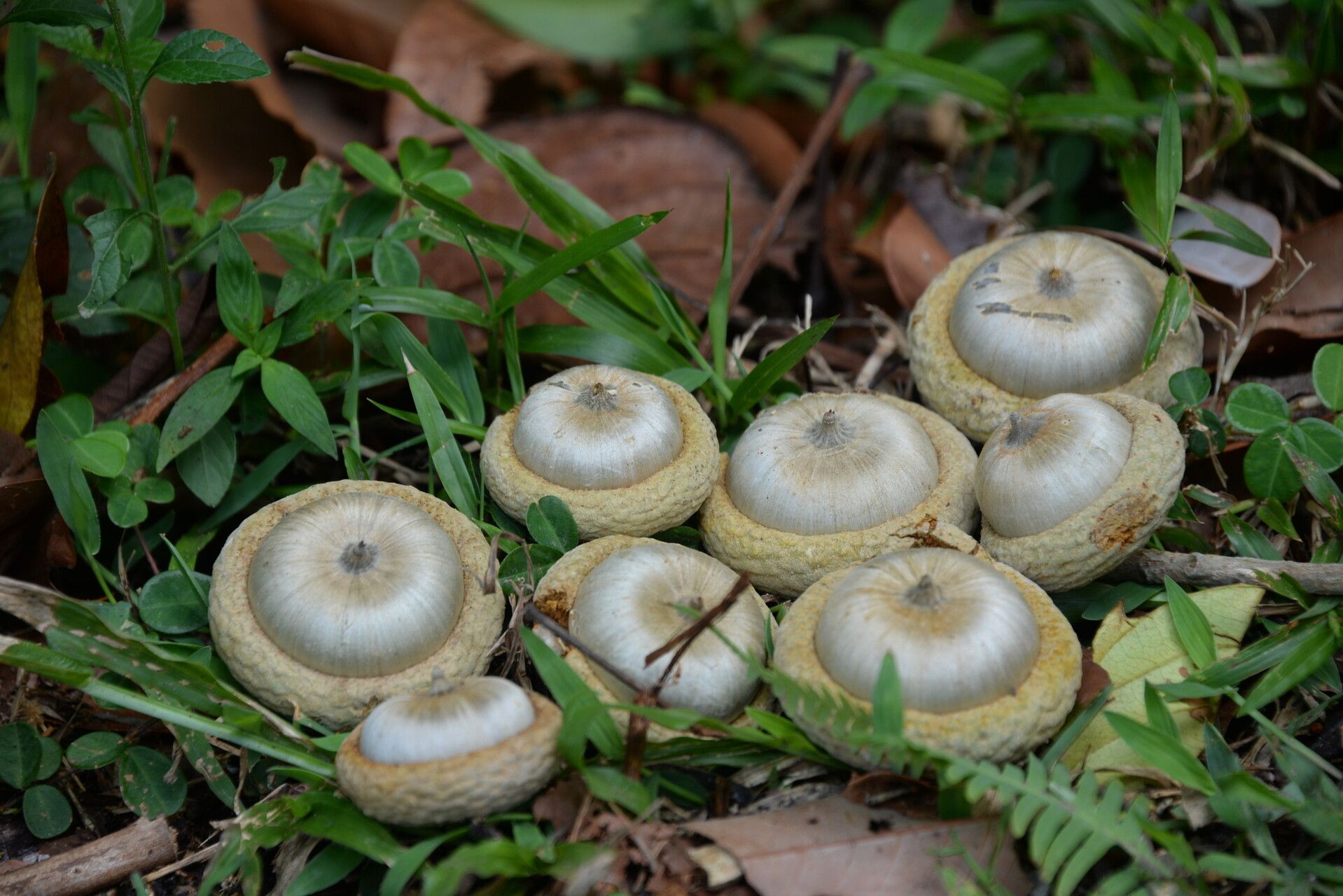 Lithocarpus cyclophorus — search result for 'Lithocarpus'