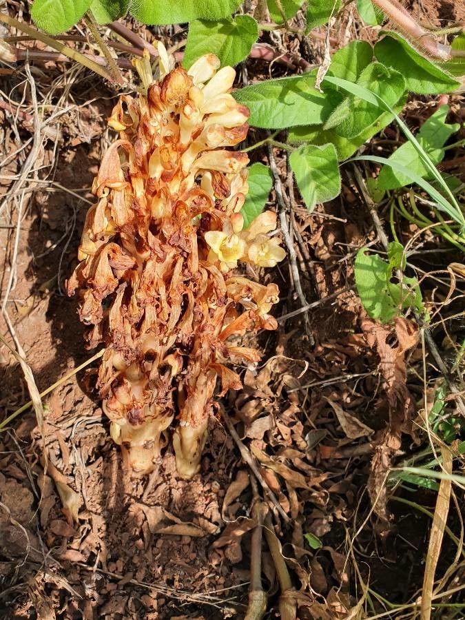 Cistanche tubulosa habit