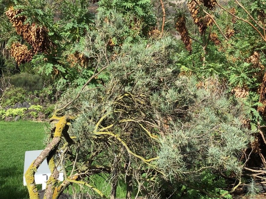 Parolinia ornata leaf