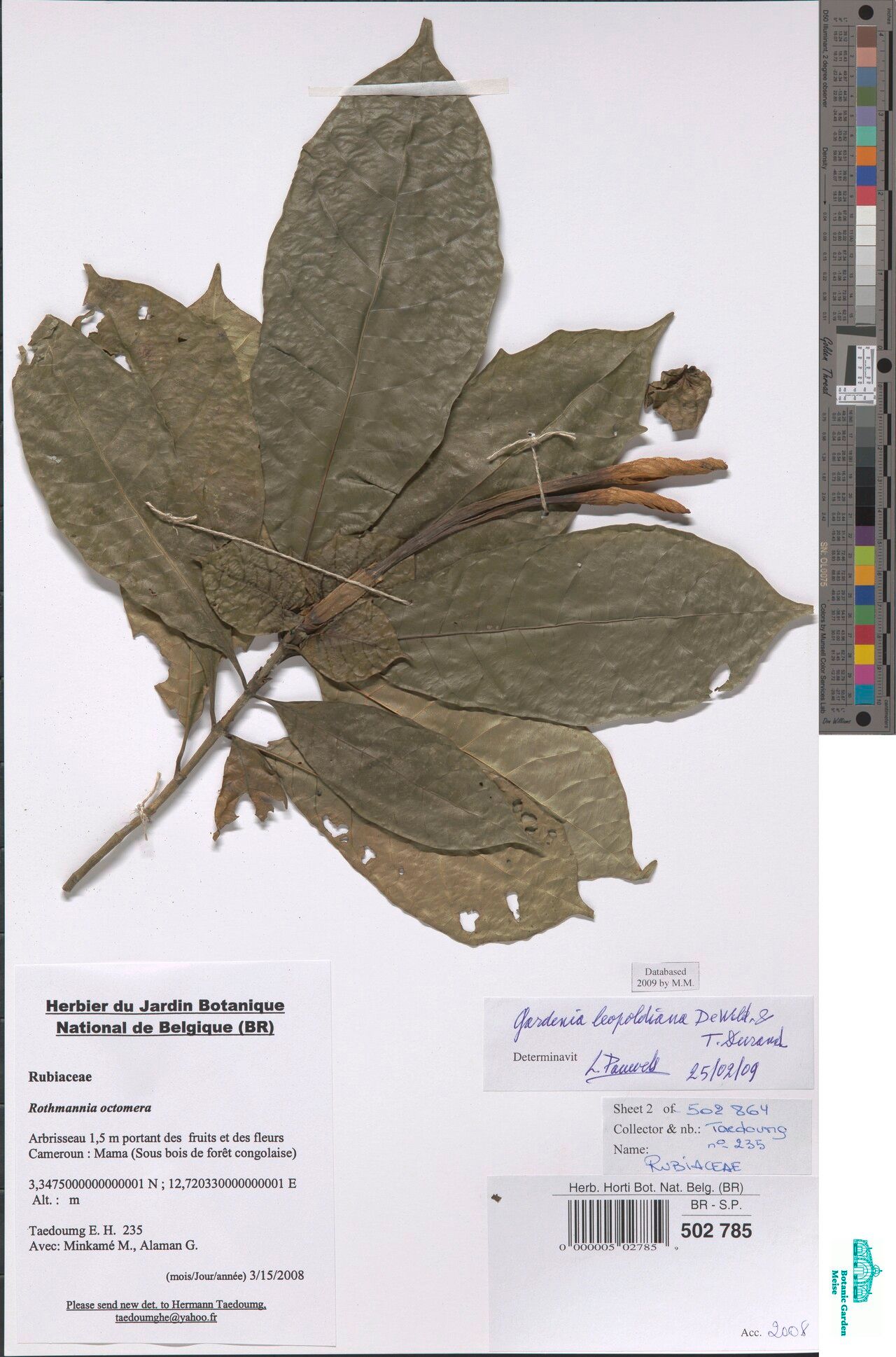 Gardenia leopoldiana other