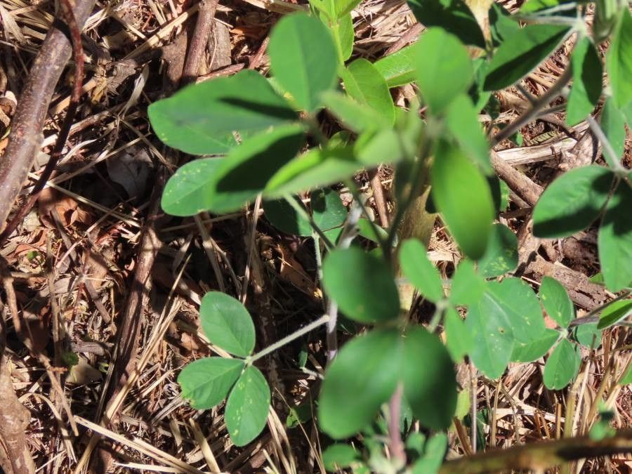 Crotalaria agatiflora leaf