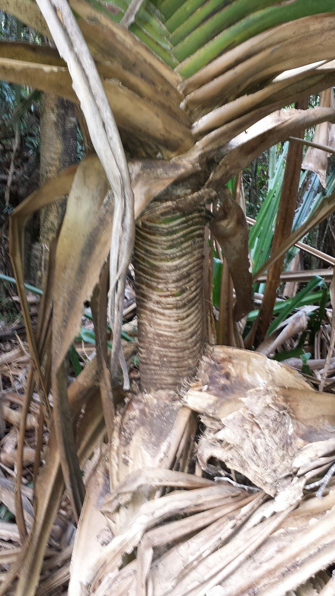Pandanus spinifer bark