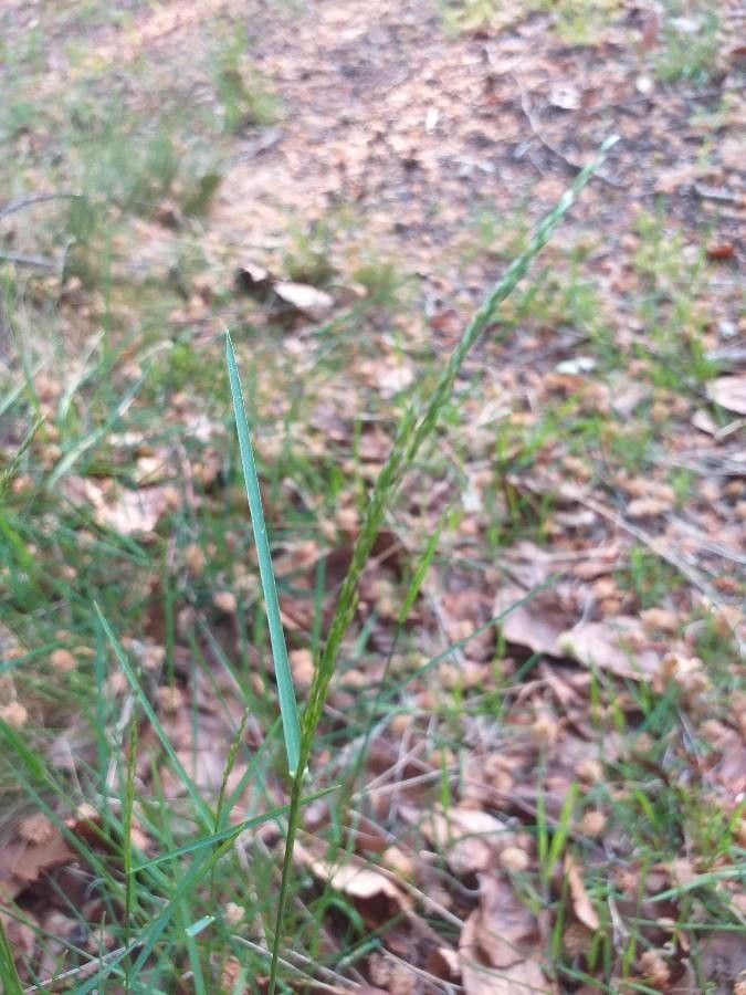 Poa nemoralis leaf
