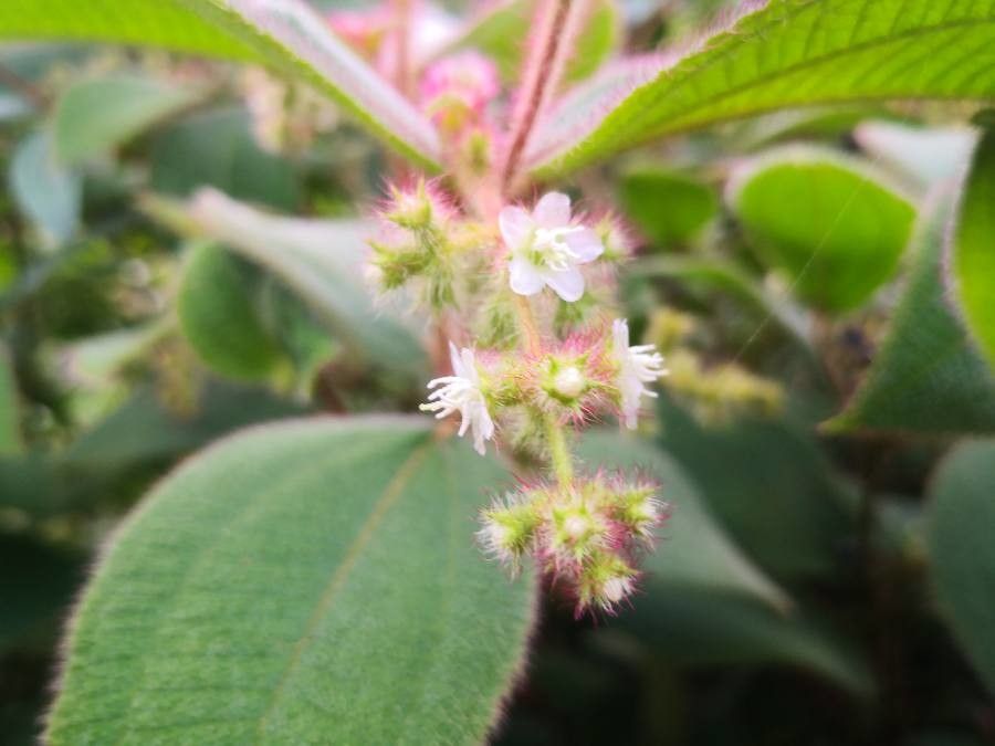 Clidemia capitellata flower