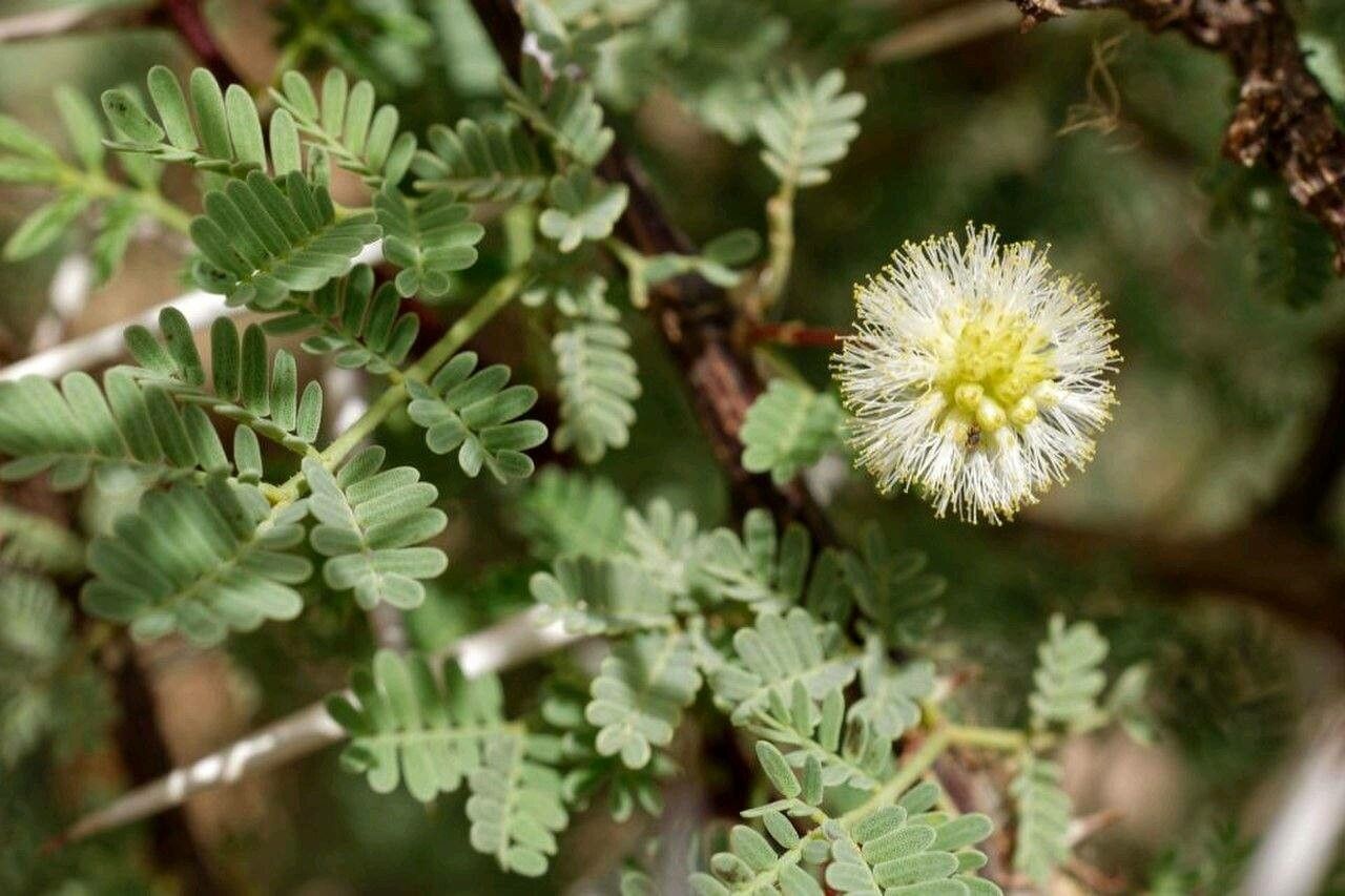 Acacia raddiana — search result for 'Sudan'