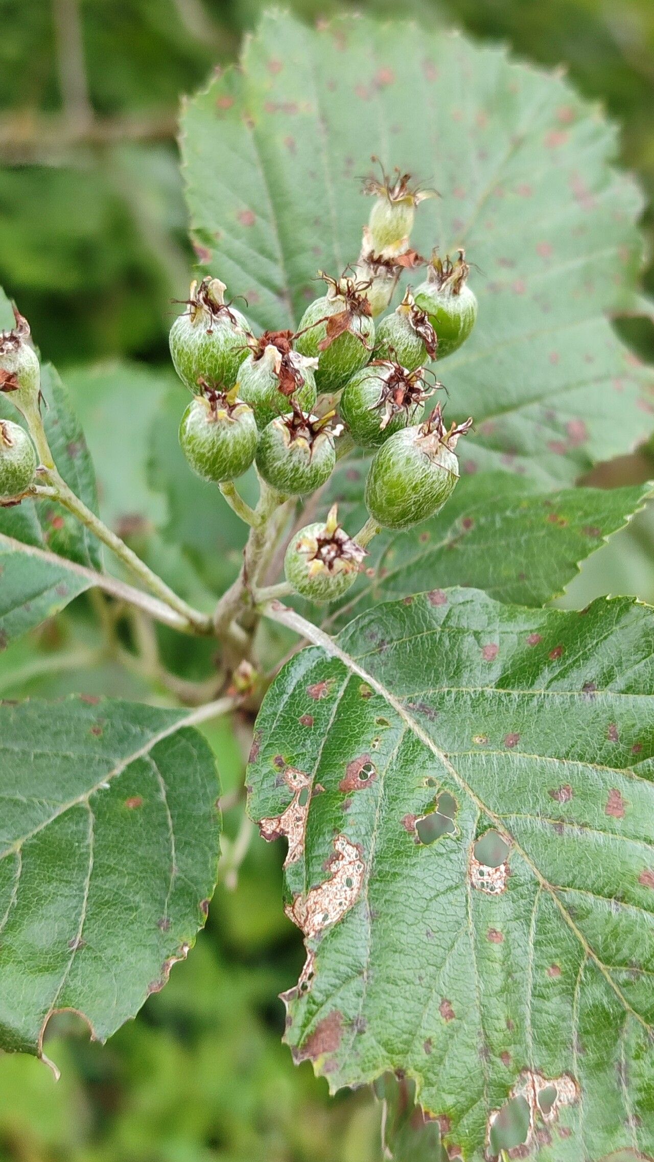 Aria stankovii fruit