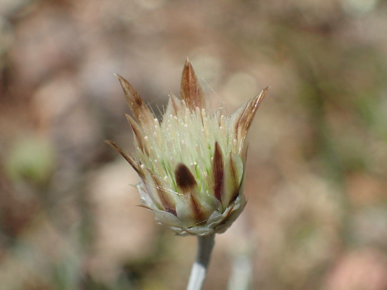 Xeranthemum inapertum fruit
