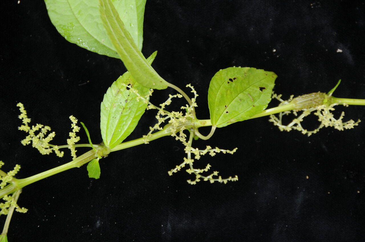 Pilea bracteosa habit