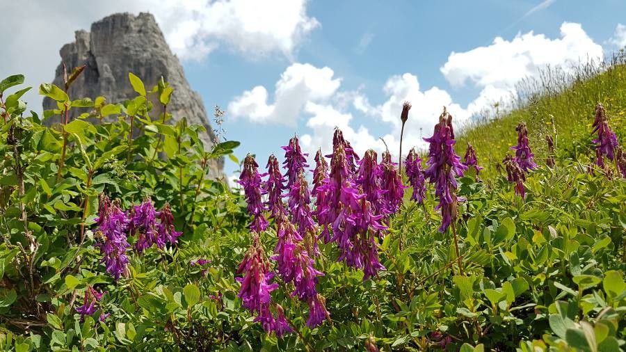 Hedysarum hedysaroides flower