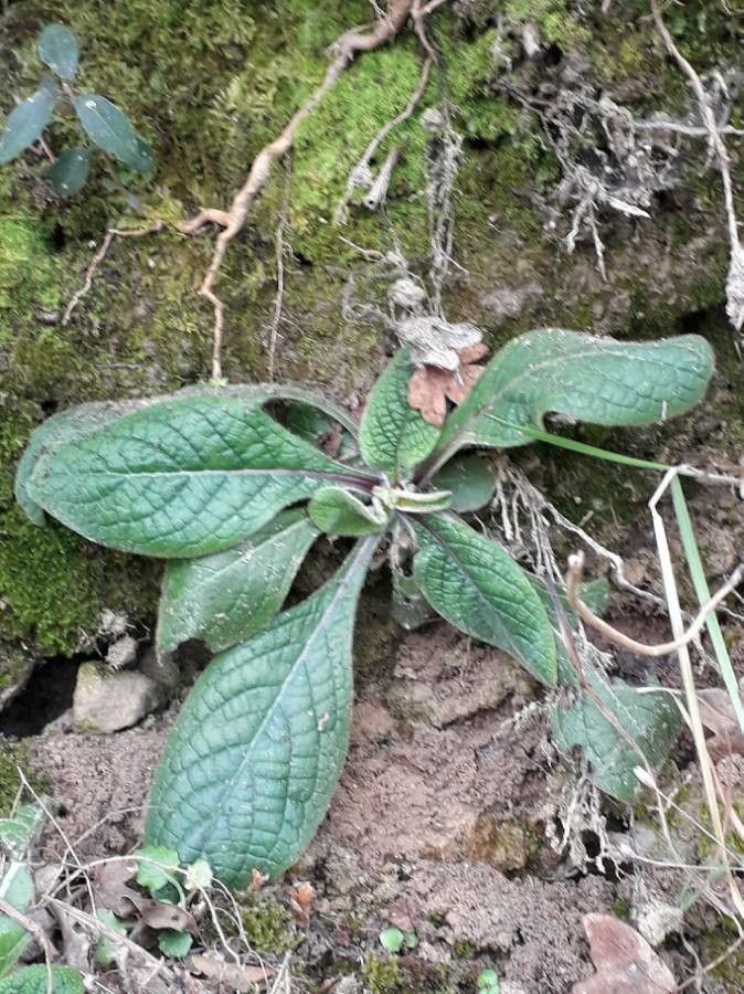 Pentanema squarrosum — houseplant care guide