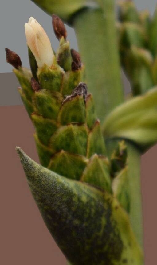 Guzmania lindenii flower