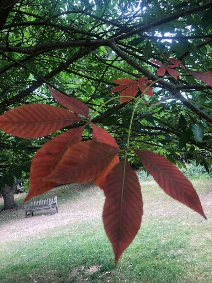 Aesculus flava
