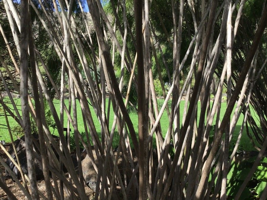 Asparagus scoparius bark