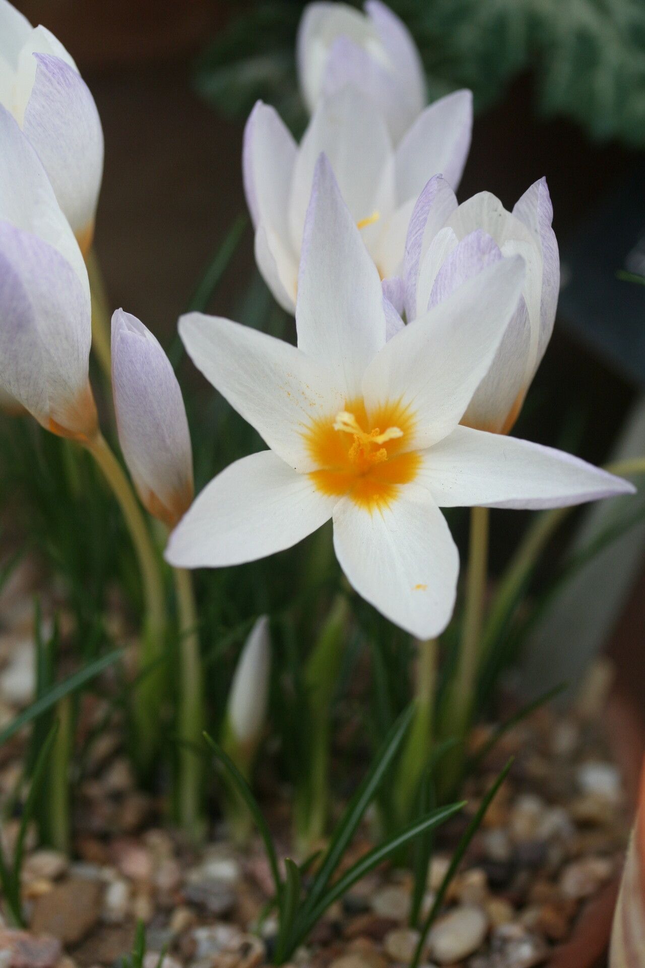 Crocus caspius — houseplant care guide