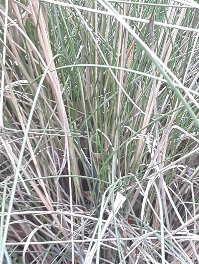 Muhlenbergia lindheimeri bark