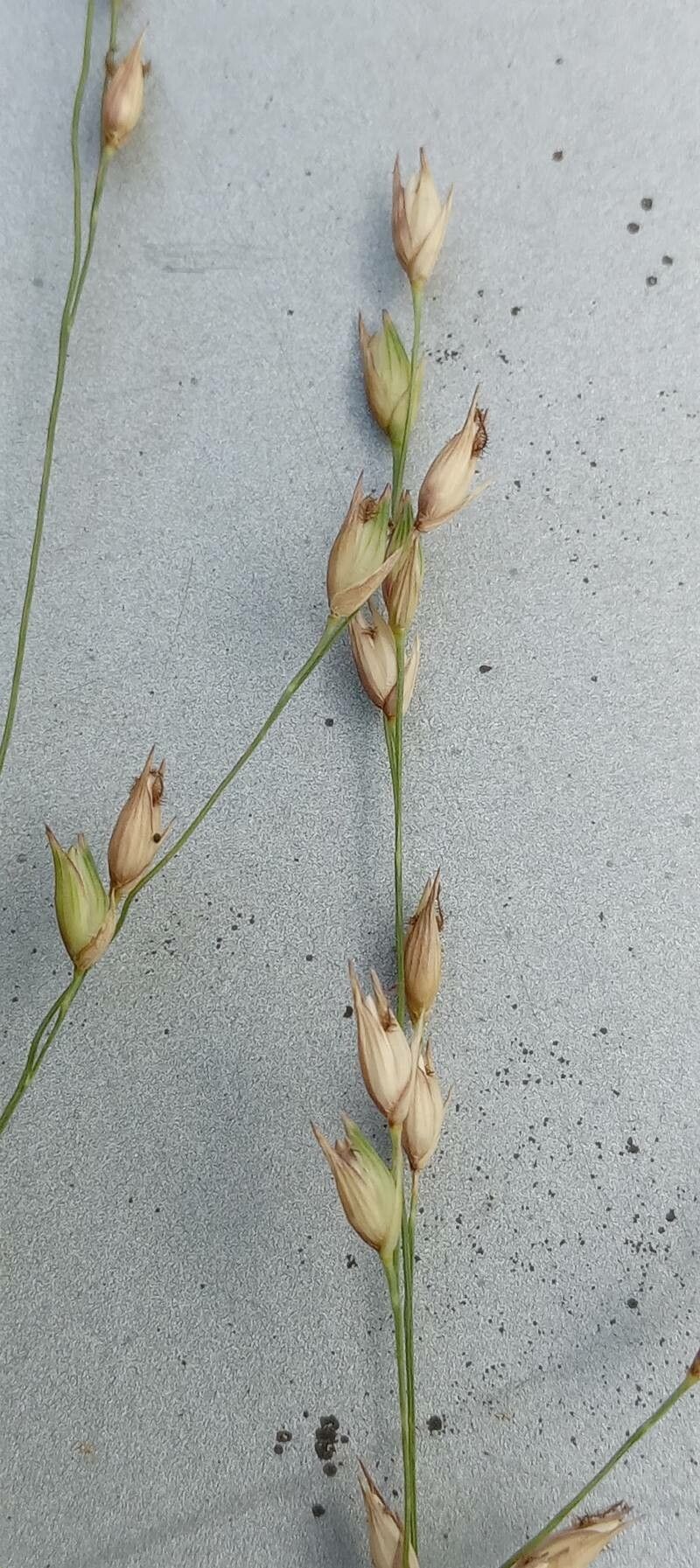 Panicum virgatum flower