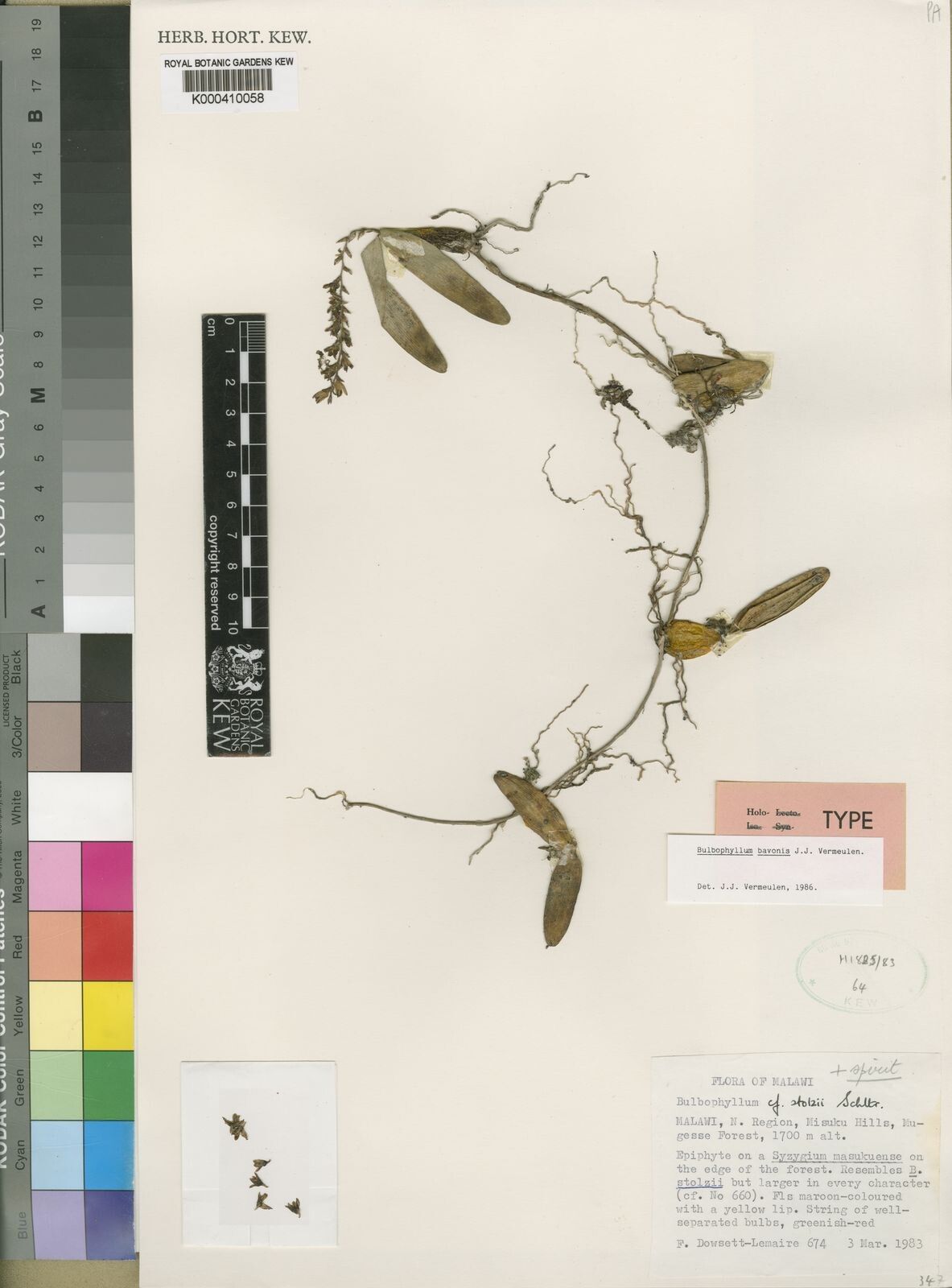 Bulbophyllum bavonis — houseplant care guide