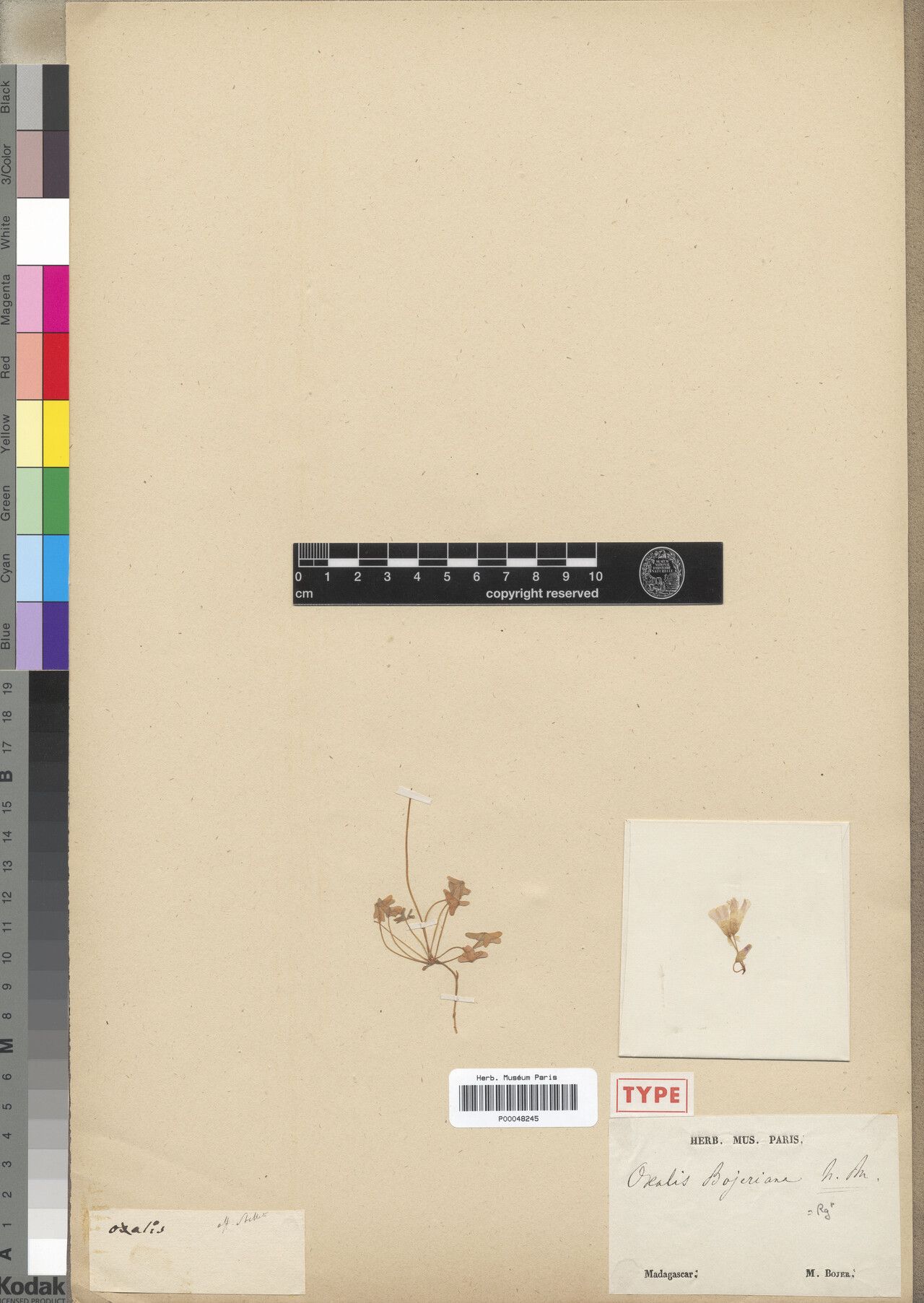 Oxalis bojeriana — houseplant care guide