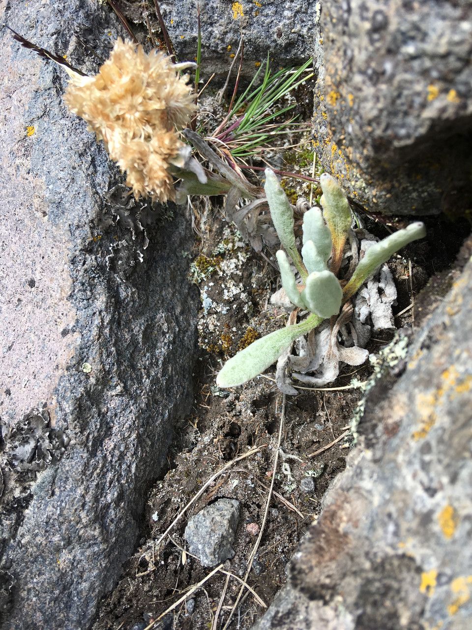 Pseudognaphalium liebmannii — search result for 'Pseudognaphalium'