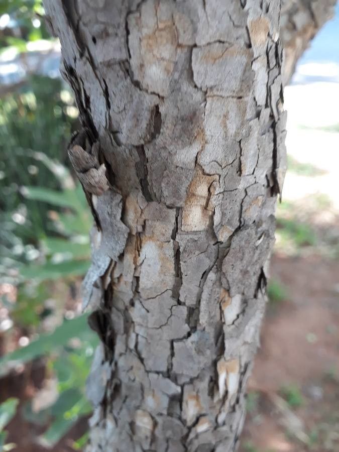 Ochna pulchra bark