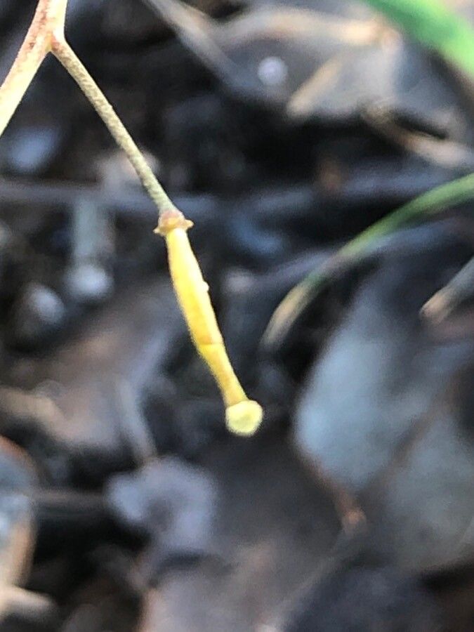 Diplotaxis catholica fruit