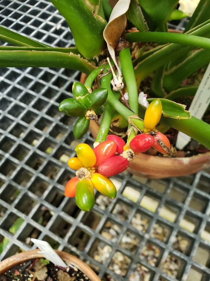 Aglaonema crispum fruit